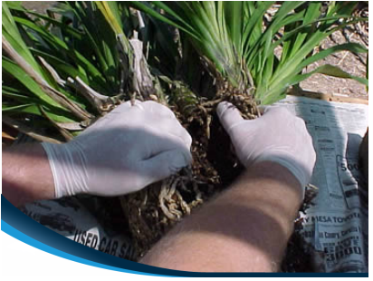 Pruning aquatic plants in oklahoma city by continental ponds