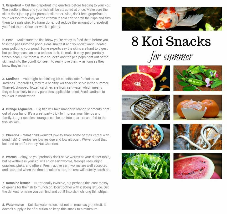 What Do Koi Fish Eat? Oklahoma City YukonOK