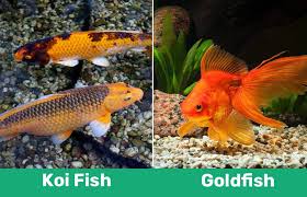 The difference between gold fish and koi